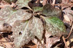 Allegheny spurge